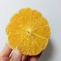 好懒的橙子